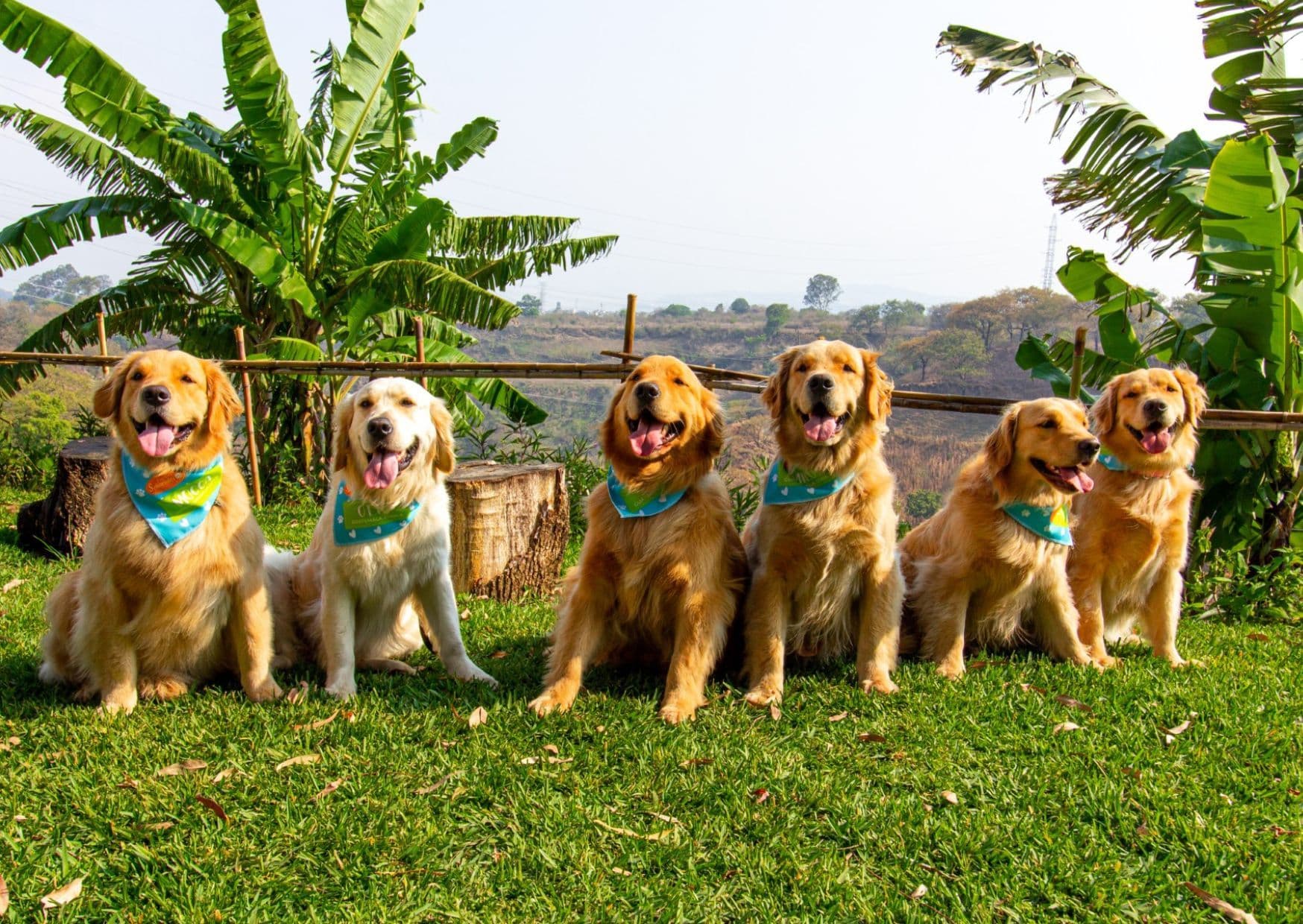 Posty FB_FIAT-IFTA_paws
