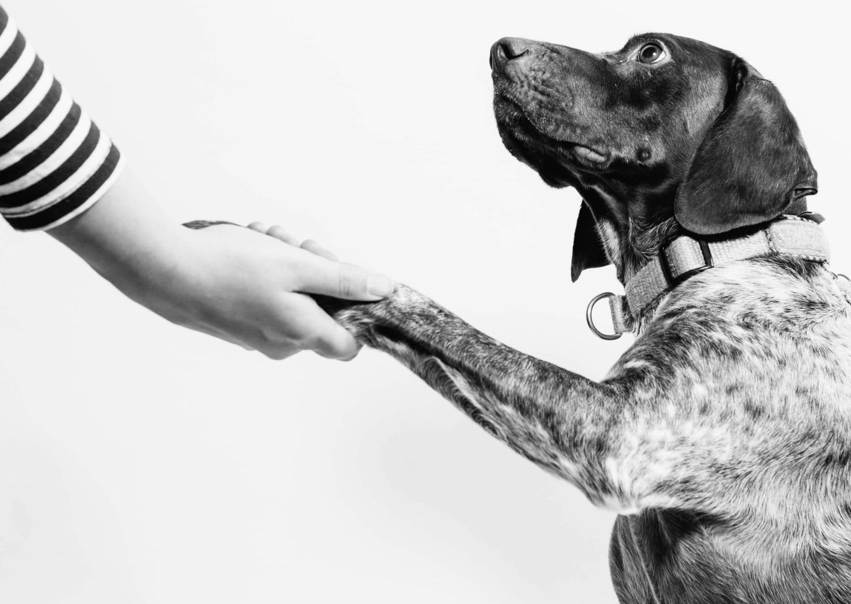 www_pets