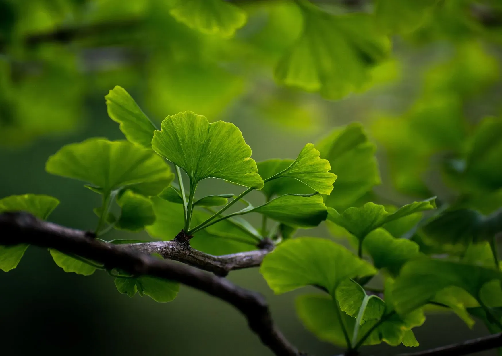 New Options for Natural Choices